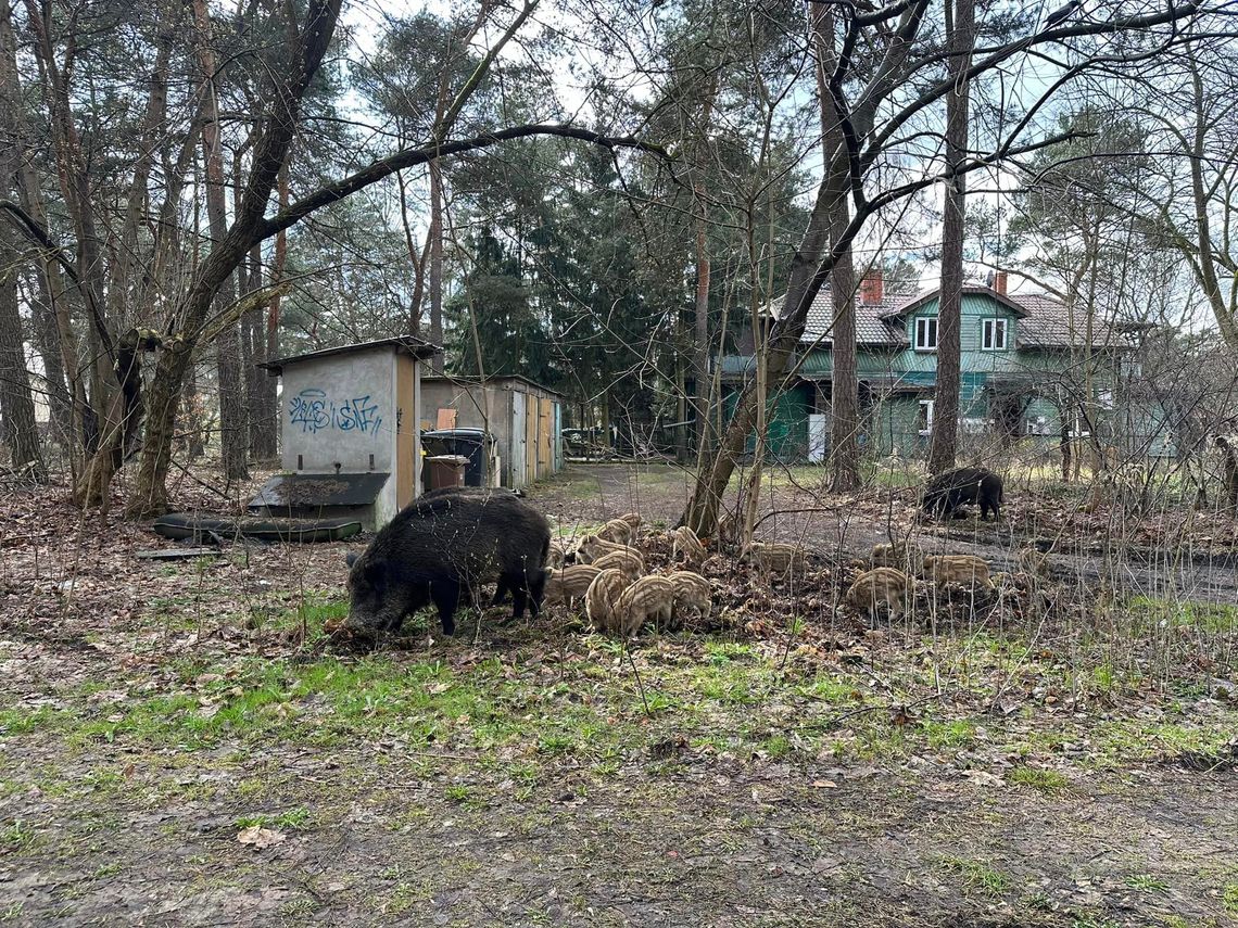 Dziki w mieście