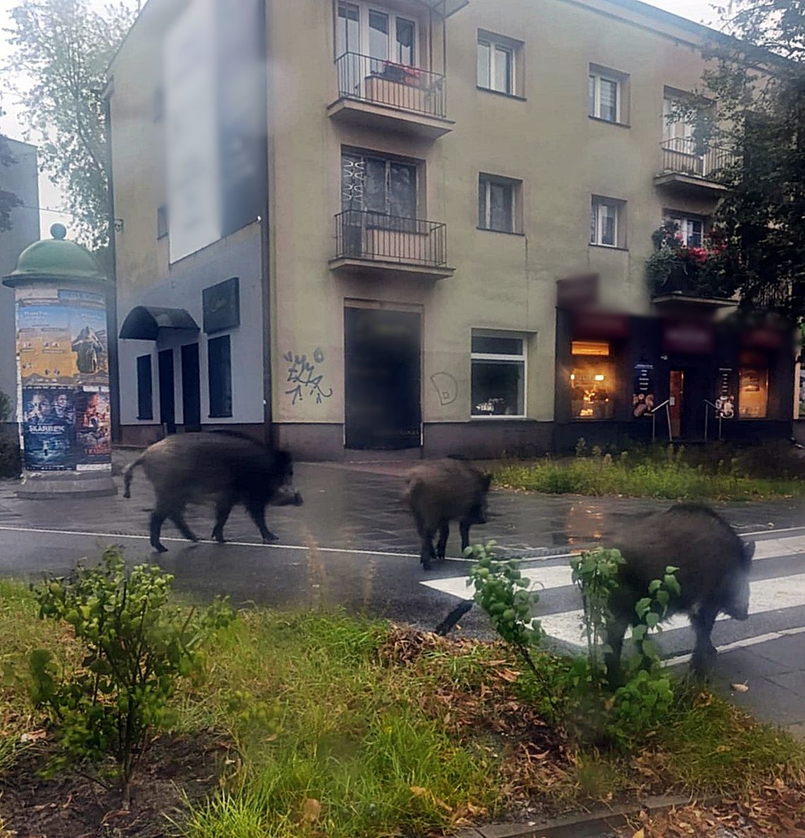 Dziki zagryzły psa. W powiecie lawina zgłoszeń Dziki zagryzły psa. W powiecie lawina zgłoszeń
