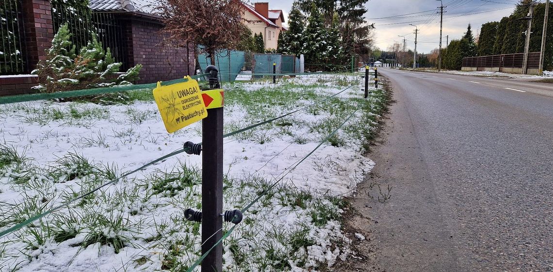 Dzikie problemy w Otwocku. Czy elektryczne pastuchy to skuteczna broń?