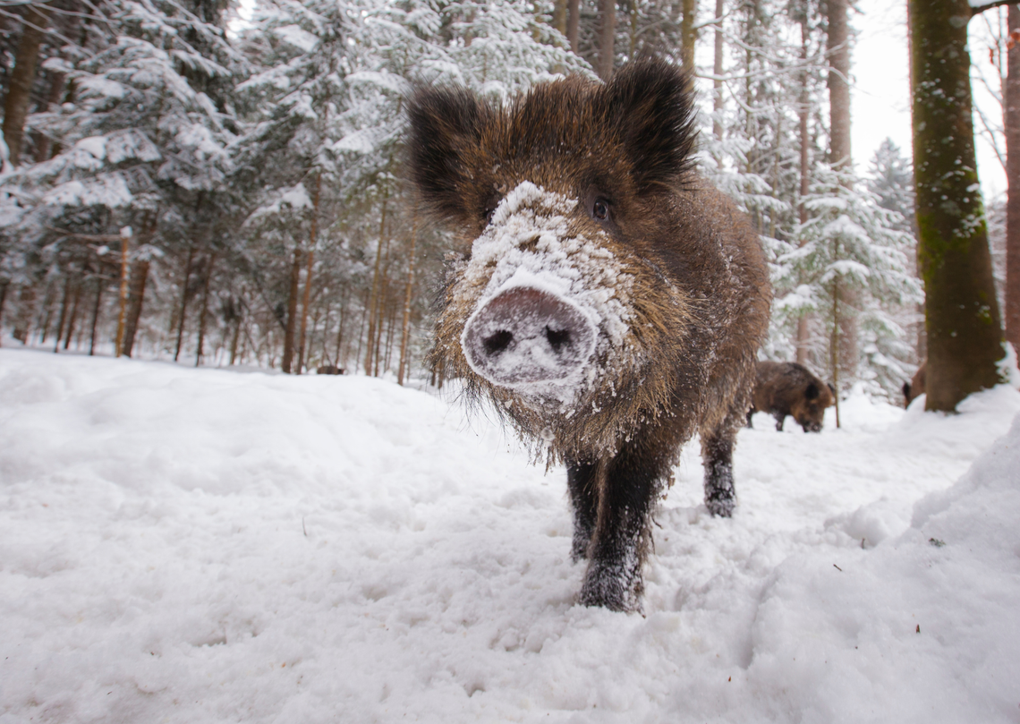 Dzikie zwierzęta wciąż problemem w gminie Karczew