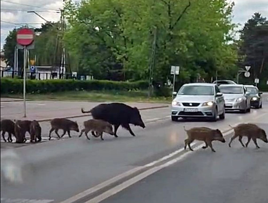 Gdzie się nie obejrzeć tam dziki! Samorząd planuje odstrzał. Jest petycja!