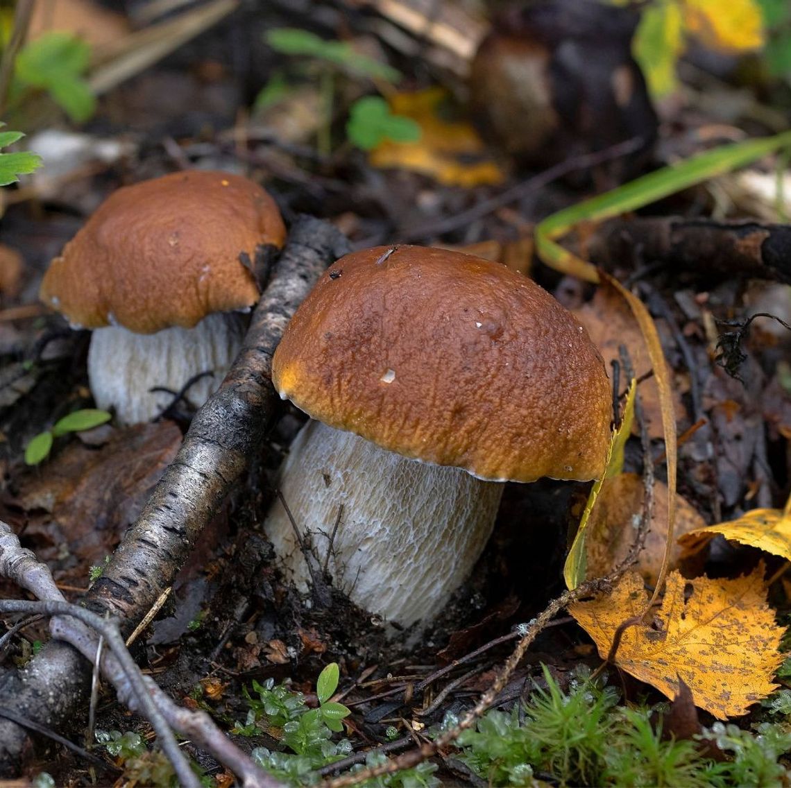 Grzybowy sezon w pełni. Gdzie wybrać się po dorodne borowiki czy podgrzybki? Grzybowy sezon w pełni. Gdzie wybrać się po dorodne borowiki czy podgrzybki?