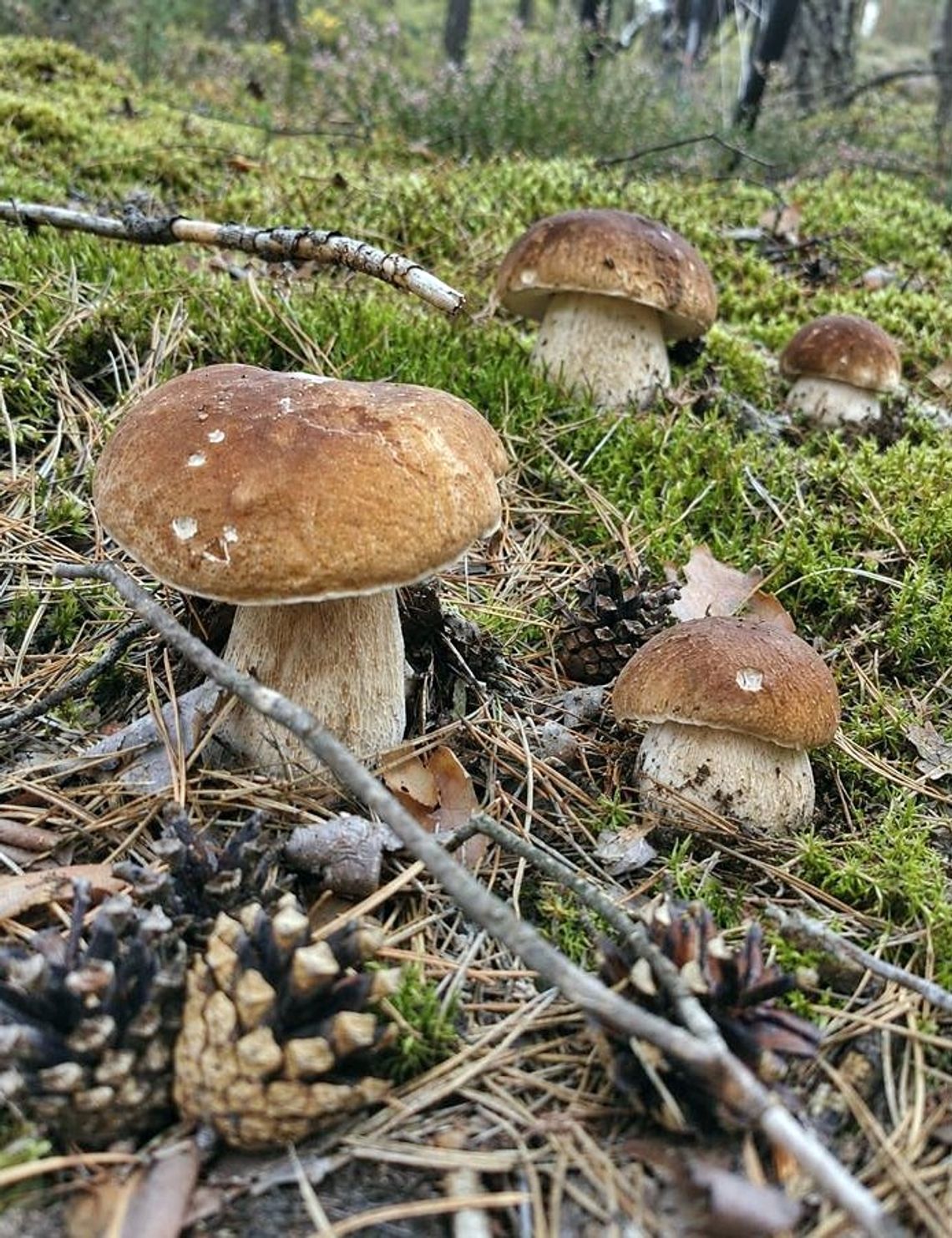 Grzyby już są? Czy warto jechać do lasów w okolicach Otwocka?