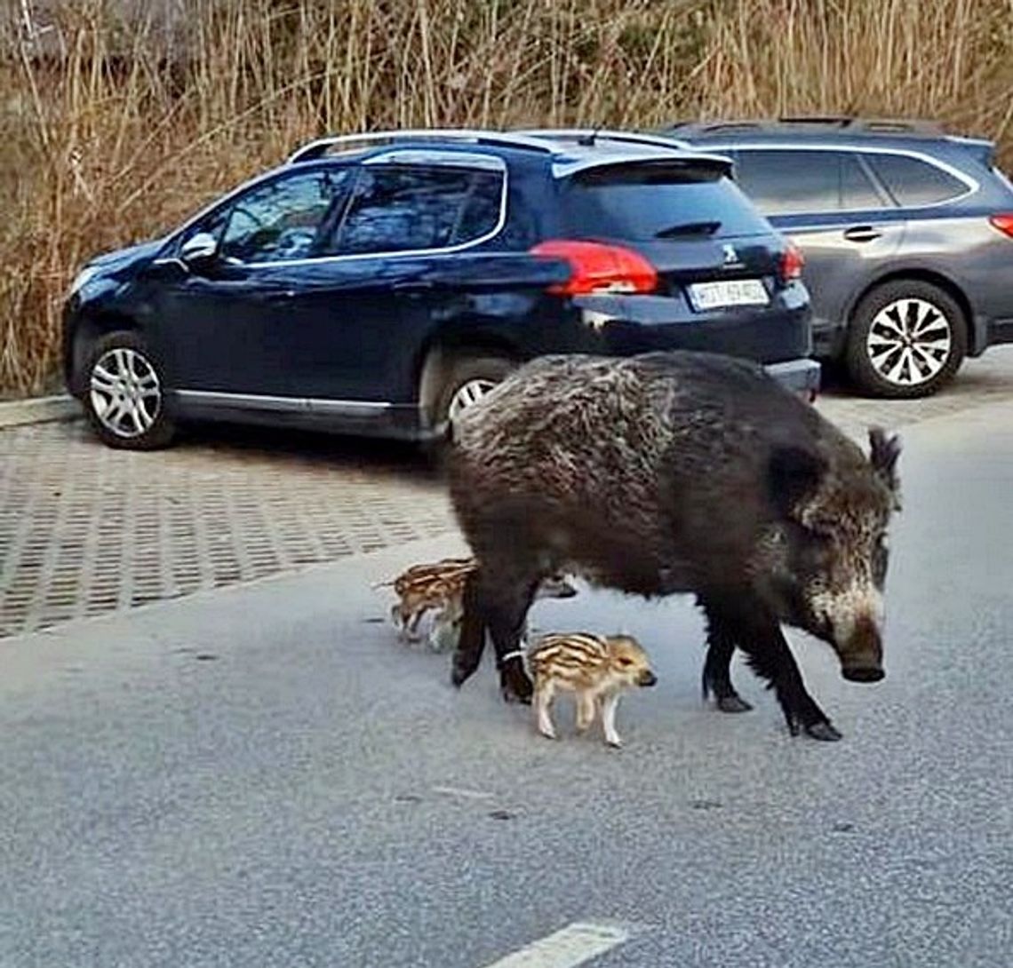 Ile dzików zastrzelono w Józefowie?