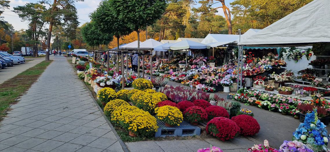 Ile kosztują chryzantemy w powiecie otwockim? Sprawdziliśmy ceny przed 1 listopada