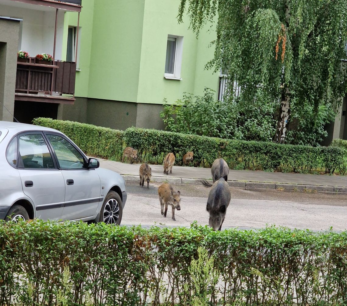 Karczew walczy z dzikami – jakie są rozwiązania?