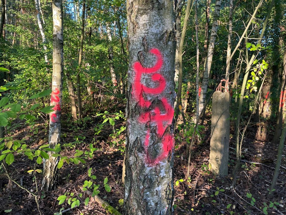 Kolejna duża wycinka wzdłuż torów! Wielka inwestycja kolejowa w powiecie otwockim Kolejna duża wycinka wzdłuż torów! Wielka inwestycja kolejowa w powiecie otwockim