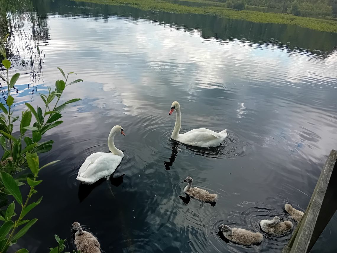 Łabędzim Szlakiem do jeziora na torfach.