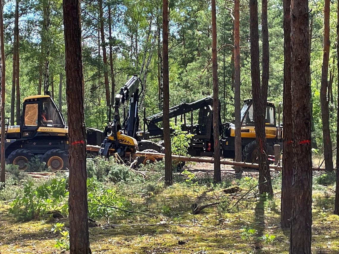 Las między Falenicą a Józefowem do wycinki. Mieszkańcy szykują akcję w terenie Las między Falenicą a Józefowem do wycinki. Mieszkańcy szykują akcję w terenie