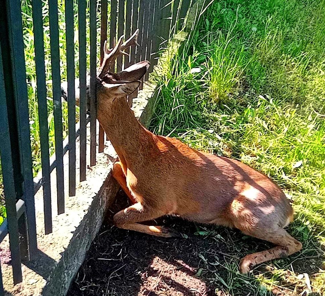 Zwierzę utknęło w ogrodzeniu. Z pomocą przyszli strażacy