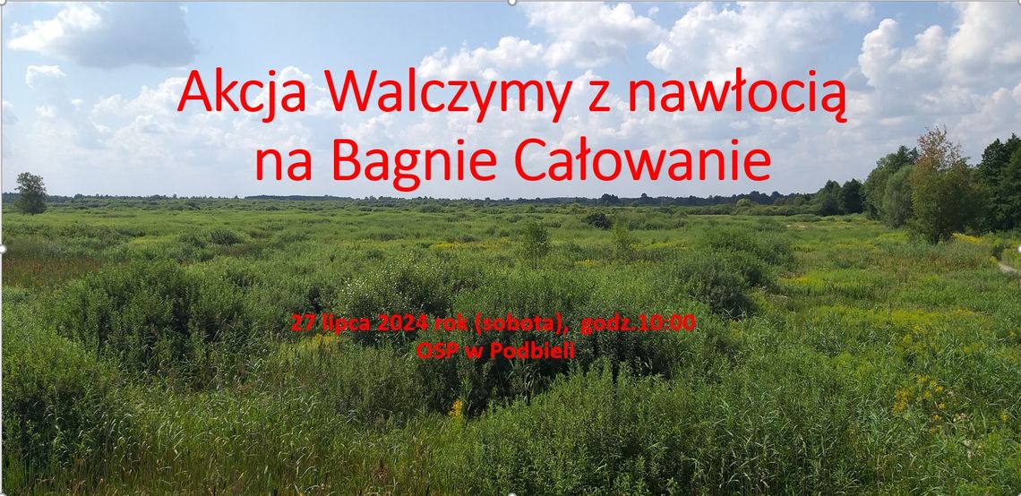 Nawłoć na Bagnie Całowanie – pomóż ją usunąć