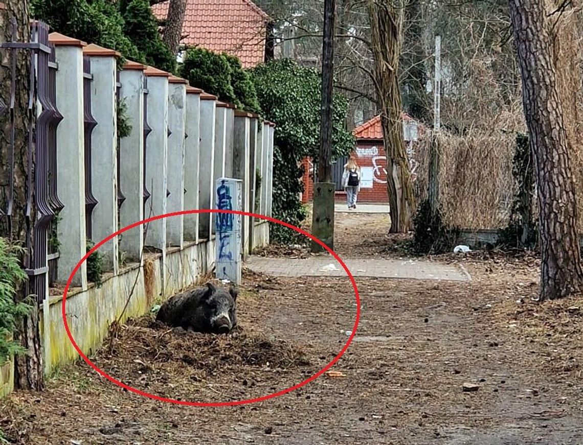 Nie podchodźcie! Locha urodziła młode pomiędzy domami przy osiedlu Nie podchodźcie! Locha urodziła młode pomiędzy domami przy osiedlu