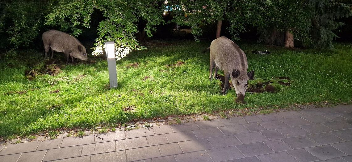 Nocny wypas dzików przy fontannie w centrum miasta