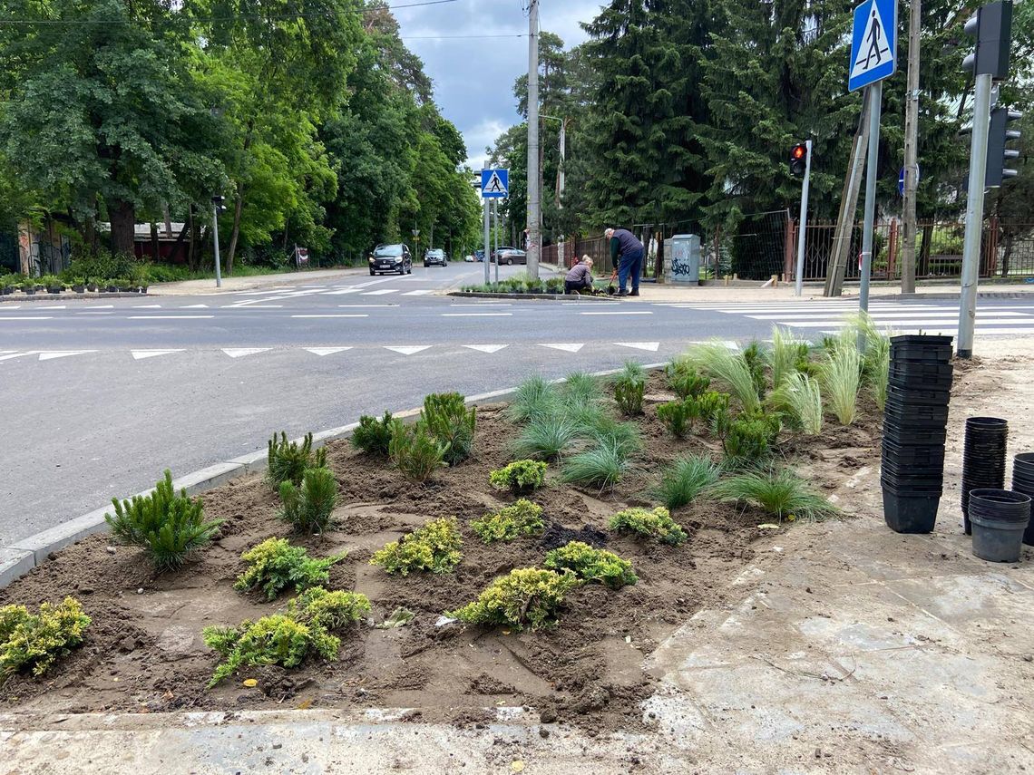 Nowa zieleń przy Mickiewicza i Kołłątaja