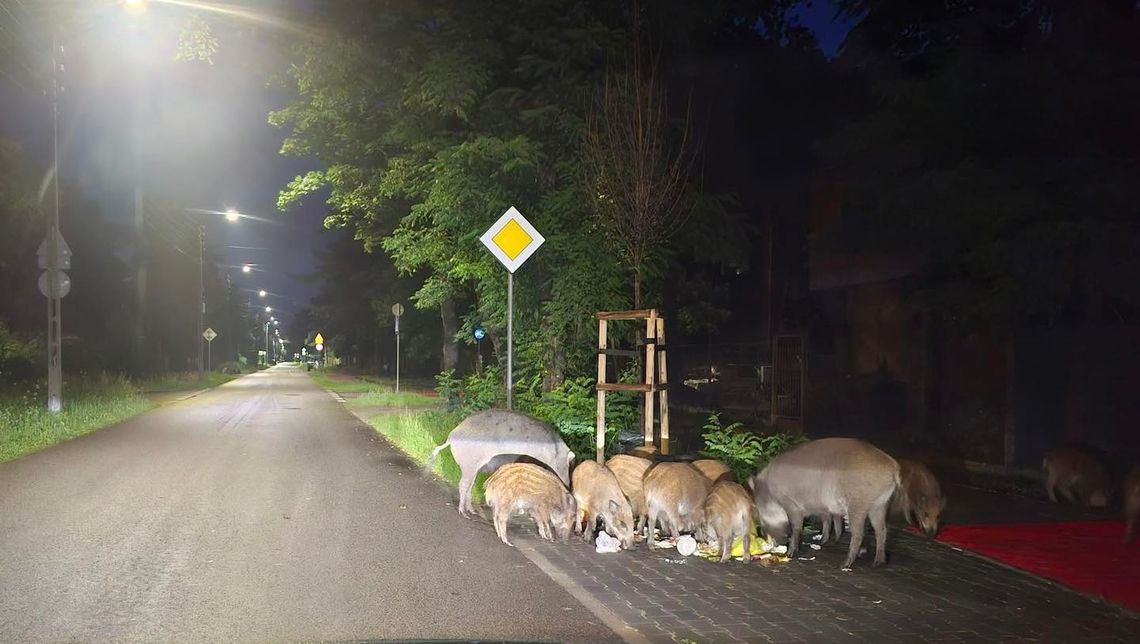Będzie odstrzał dzików w Józefowie. Kiedy? Będzie odstrzał dzików w Józefowie. Kiedy?
