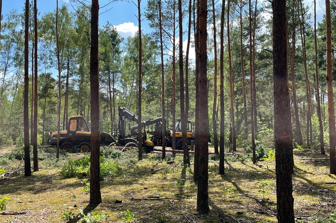 Ogrodzili teren i karczują kilka hektarów lasu w Otwocku Ogrodzili teren i karczują kilka hektarów lasu w Otwocku