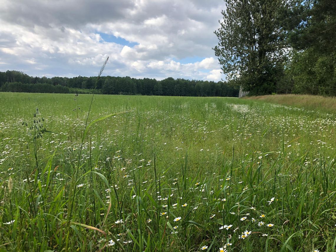 Otwock: Przewidywania pogodowe na weekend