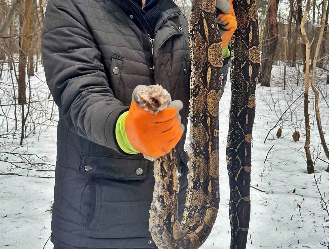 Ponad dwumetrowy pyton leżał wśród drzew. Zwierzę nie miało szans Ponad dwumetrowy pyton leżał wśród drzew. Zwierzę nie miało szans