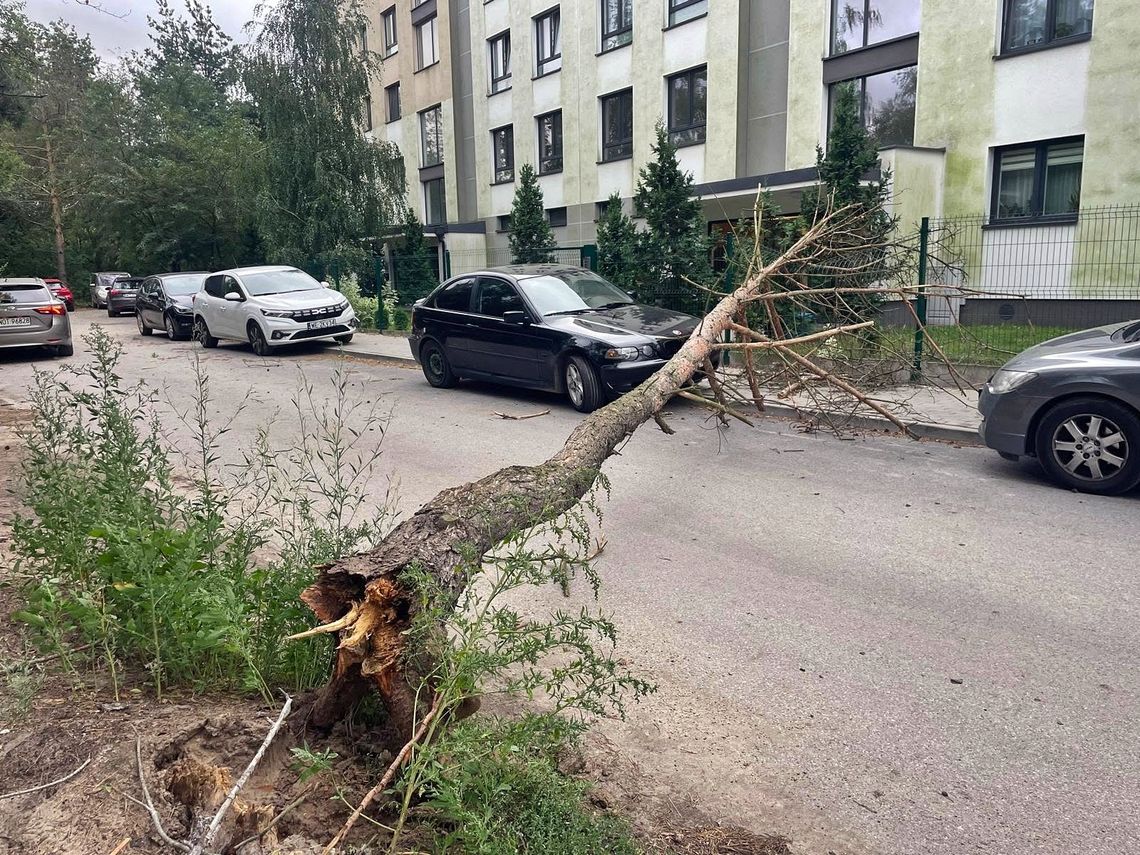 Skutki wichury w powiecie otwockim. Powalone drzewa i awarie prądu