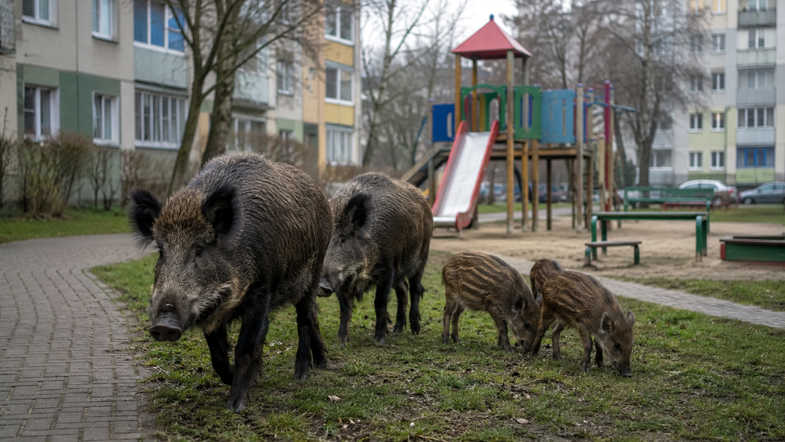Powiat chce odstrzału dzików, Otwock się zastanawia, starosta idzie do sądu. O co chodzi? Powiat chce odstrzału dzików, Otwock się zastanawia, starosta idzie do sądu. O co chodzi?