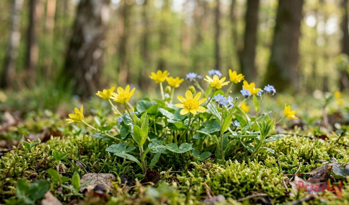 Prognoza pogody w Otwocku – zmiany temperatury i opady w nadchodzący weekend