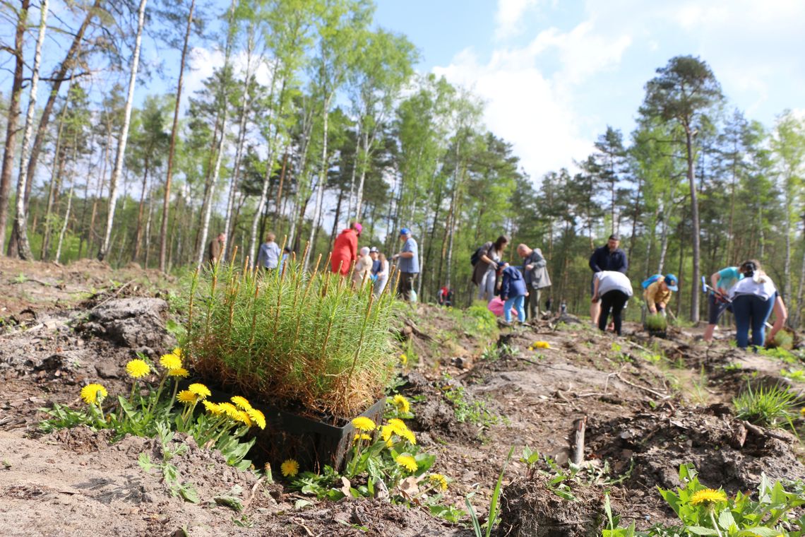 Sadzenie lasu z leśnikami i darmowe sadzonki w Otwocku. Akcja już jutro. Gdzie i kiedy? Sadzenie lasu z leśnikami i darmowe sadzonki w Otwocku. Akcja już jutro. Gdzie i kiedy?
