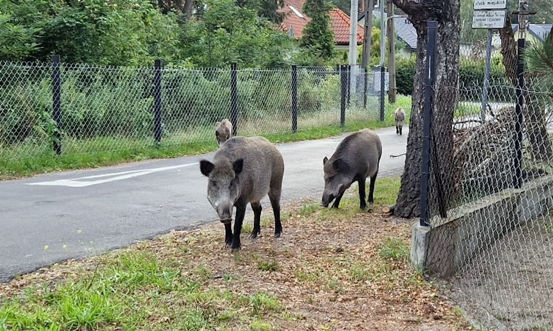Stado dzików chciało rozszarpać psa. Petarda uratowała mu życie Stado dzików chciało rozszarpać psa. Petarda uratowała mu życie