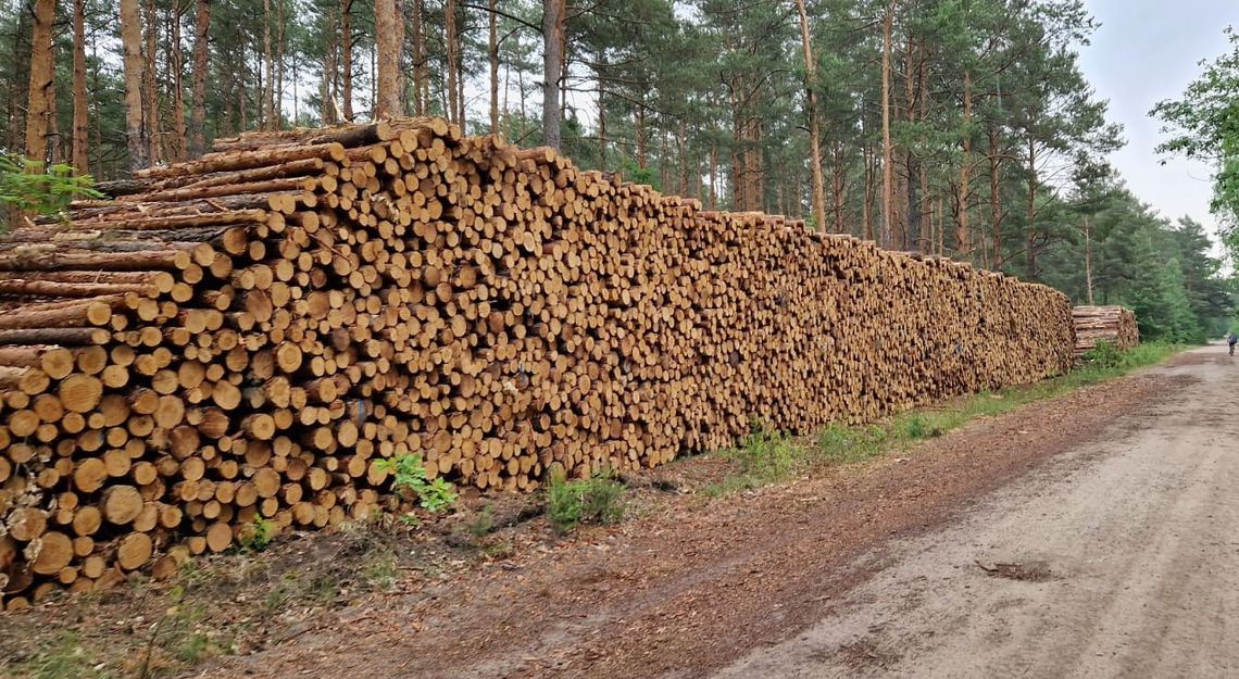 Szybki finał kradzieży. Policja zatrzymała złodziei drewna!