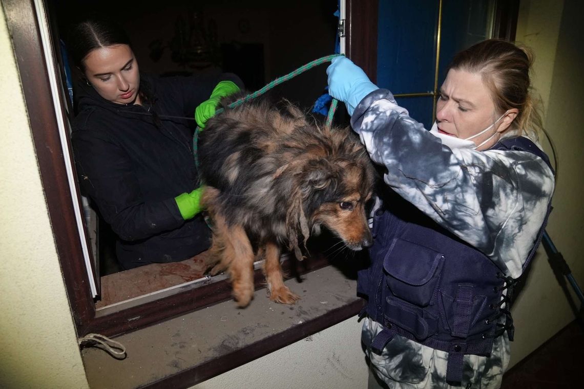 Urząd zabrał głos w sprawie zwierząt z Józefowa