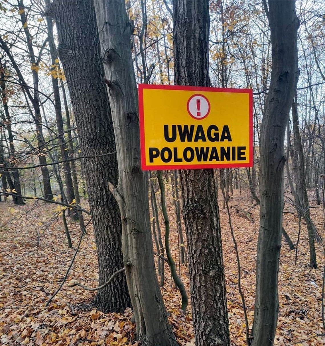 Uwaga polowanie! Na celowniku nie tylko dziki. W tych dniach lepiej nie wybierać się do lasu