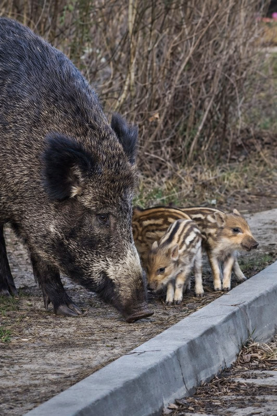 W Józefowie strzelali do dzików. Wawer szuka innych metod