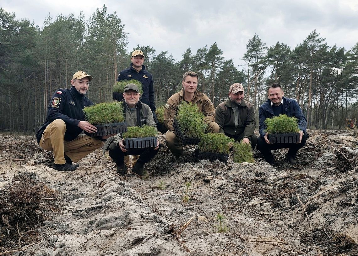 W okolicy Otwocka i Karczewa posadzili tysiące sosen [FOTO]