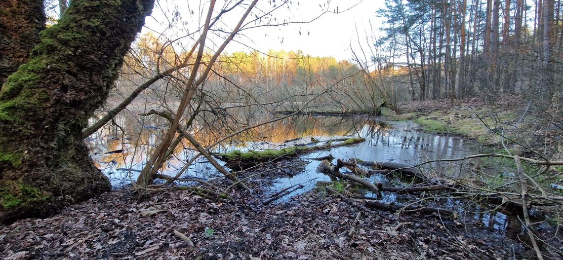W Otwocku nadchodzą chłodne dni – prognoza pogody na początek grudnia W Otwocku nadchodzą chłodne dni – prognoza pogody na początek grudnia