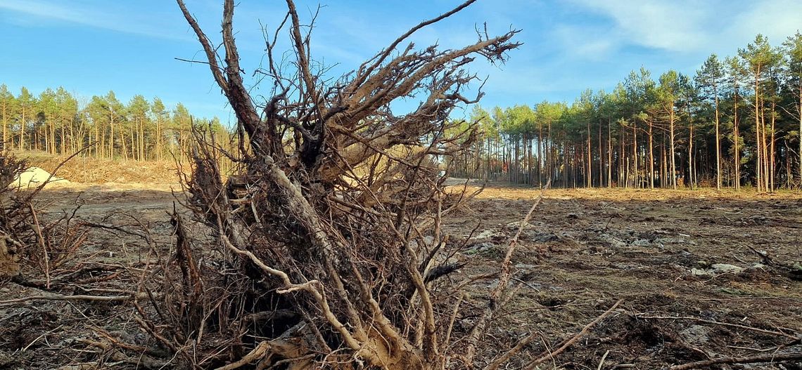 Wycięto setki drzew. Tak wygląda budowa obwodnicy Kołbieli [FOTO]