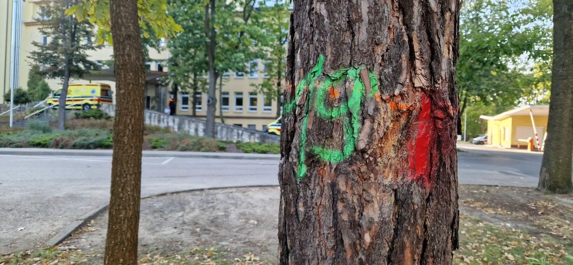 Wytną 70 drzew przy szpitalu w Otwocku. Dlaczego?