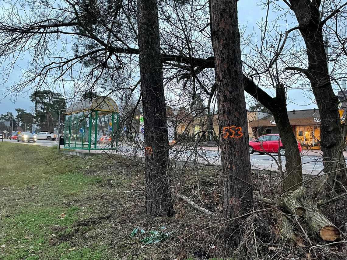 Zaczęła się masowa wycinka drzew. Znika zielony korytarz wzdłuż linii kolejowej Zaczęła się masowa wycinka drzew. Znika zielony korytarz wzdłuż linii kolejowej