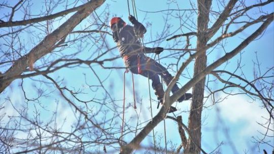 Wycinka drzew pielęgnacja Sosenka
