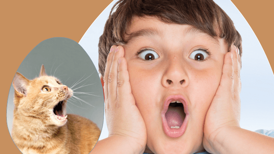 ALE JAJO – CZYLI WSZYSTKO, CZEGO NIE ODWAŻYŁO SIĘ ZAPYTAĆ… NAWET SAMO JAJKO!”