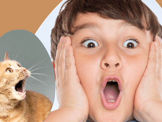 ALE JAJO – CZYLI WSZYSTKO, CZEGO NIE ODWAŻYŁO SIĘ ZAPYTAĆ… NAWET SAMO JAJKO!”