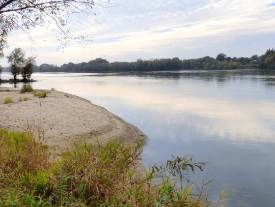 WŚRÓD ŁĘGÓW I ZIÓŁ: KWIETNIOWA WĘDRÓWKA NAD WISŁĄ / SPACER ZIOŁOWY