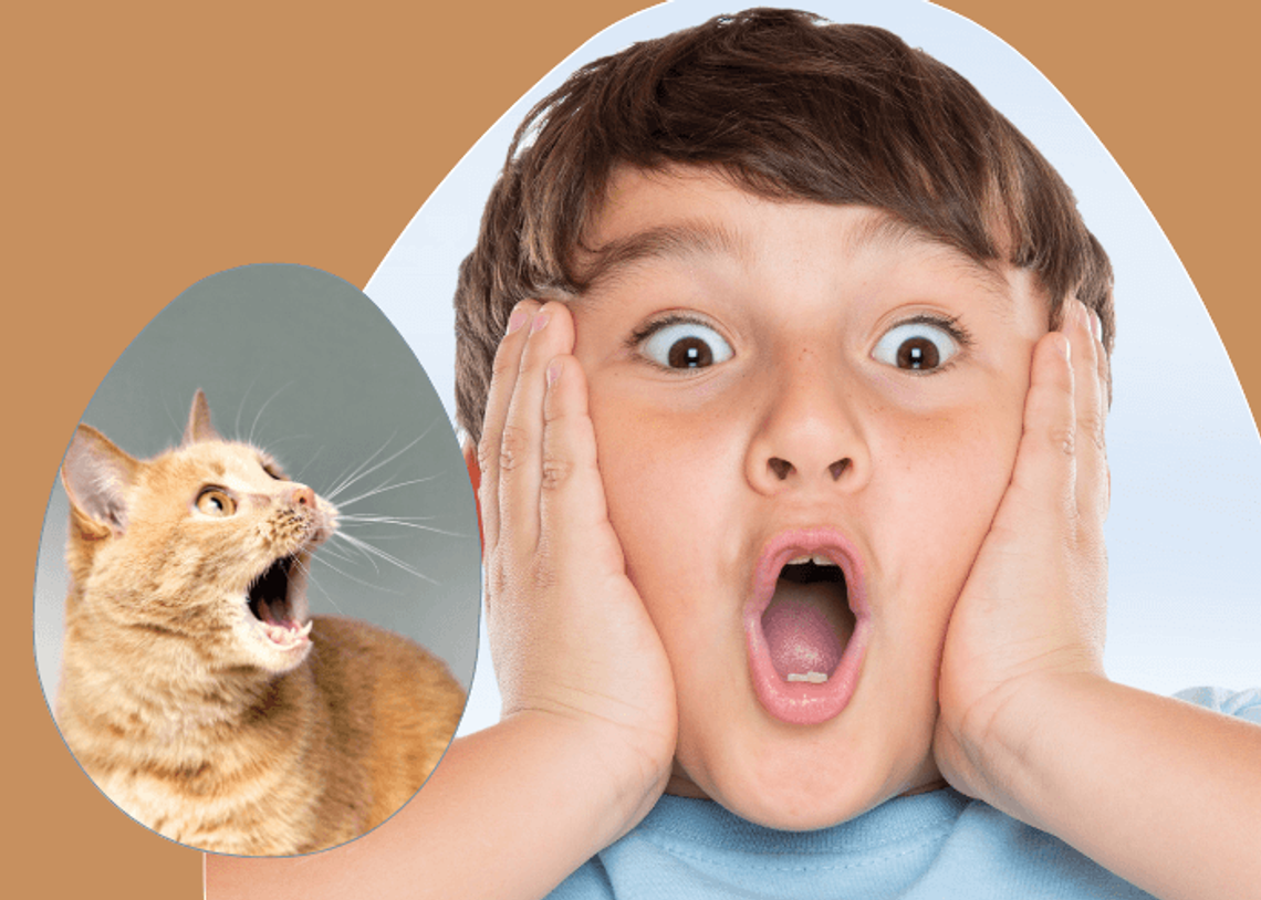 ALE JAJO – CZYLI WSZYSTKO, CZEGO NIE ODWAŻYŁO SIĘ ZAPYTAĆ… NAWET SAMO JAJKO!”