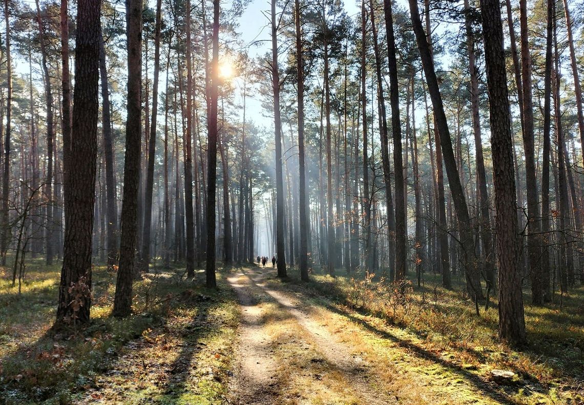 Zabierz psa na pieszą wycieczkę Zabierz psa na pieszą wycieczkę
