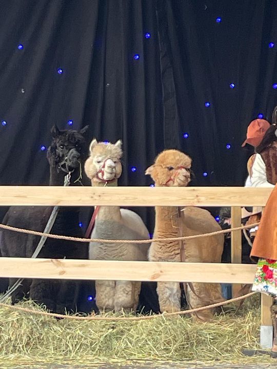 Orszak Trzech Króli 2026 - fot. Agnieszka Jaskulska (15).jpeg