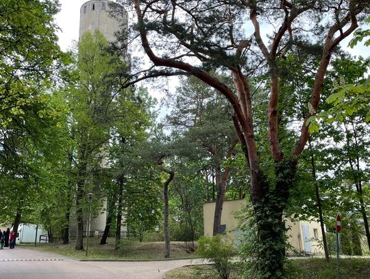 Spacer po dawnym sanatorium wojskowym ECZ w Otwocku - fot. Agnieszka Jaskulska